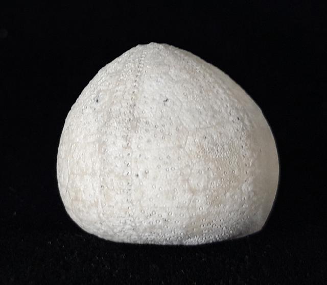 Galerites vulgaris (LESKE 1776) - Bild © FossNet FossilienStore